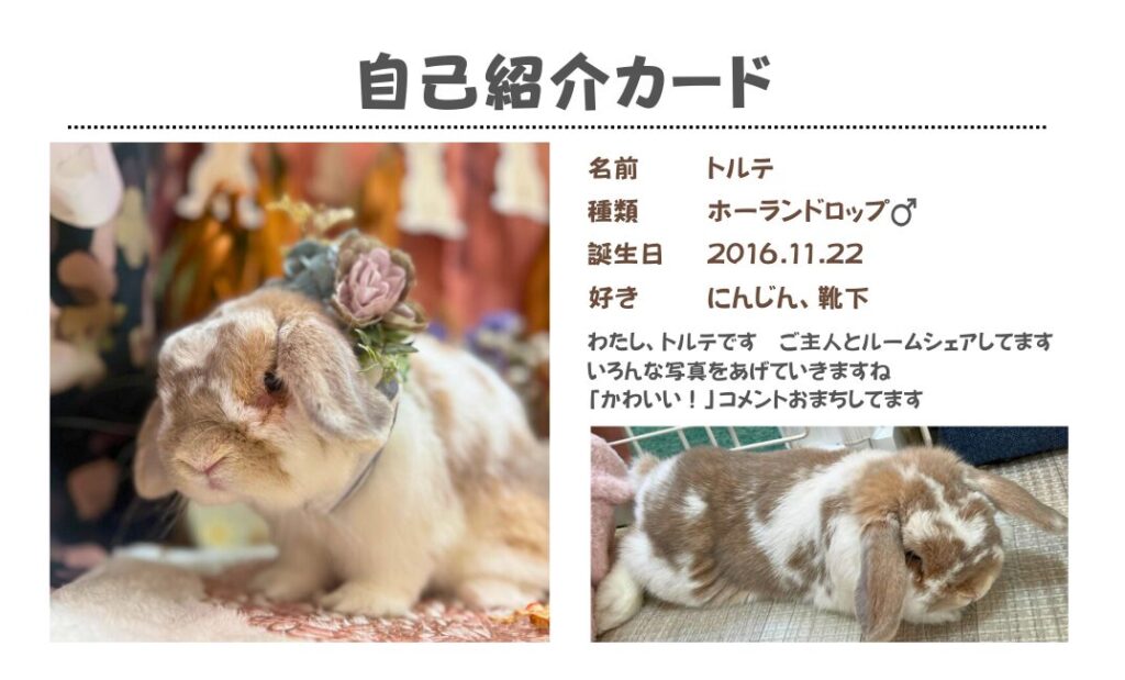 うさぎのトルテ　自己紹介