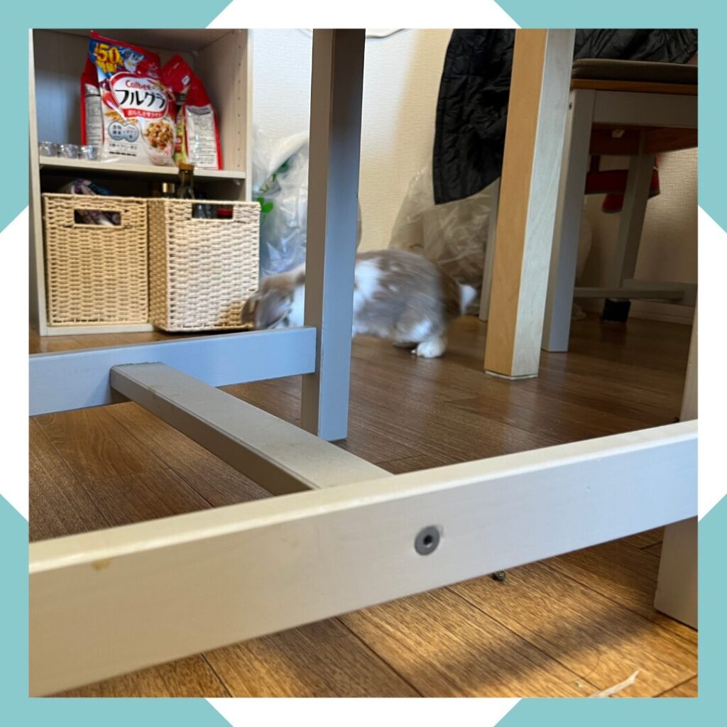 ホーランドロップうさぎのトルテ