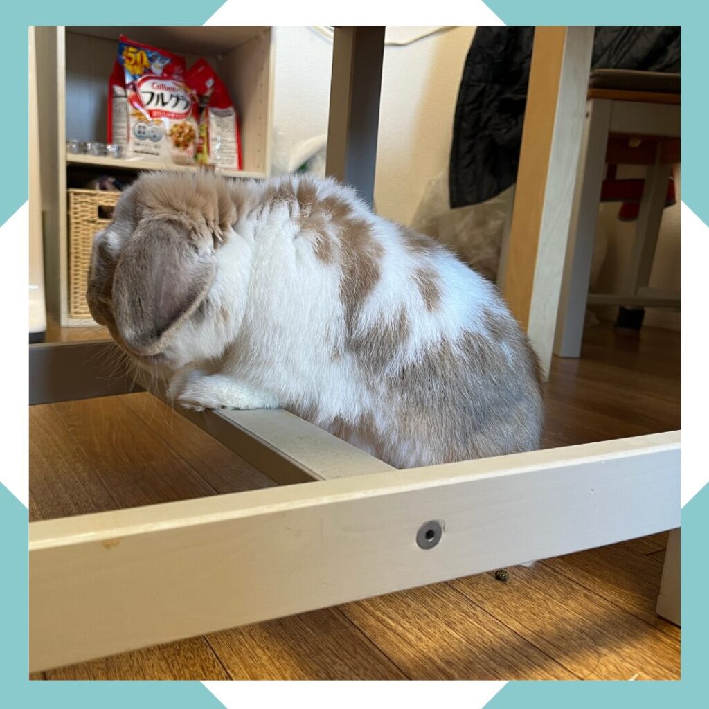 ホーランドロップうさぎのトルテ　椅子を乗り越える