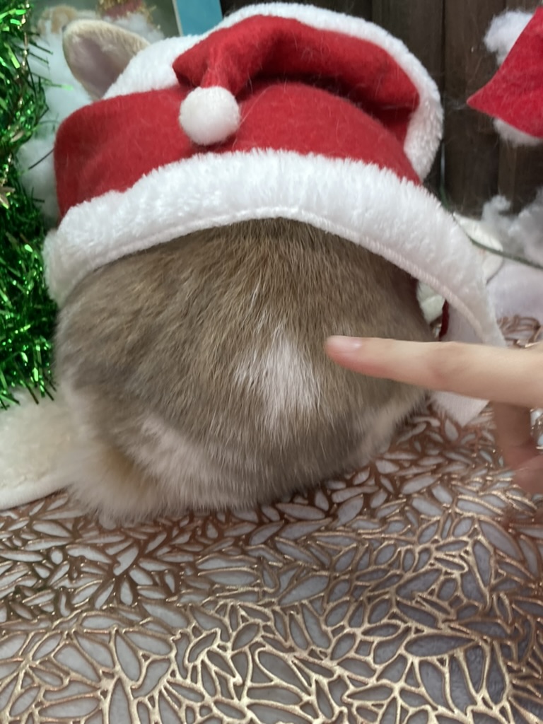 ホーランドロップうさぎのトルテ　サンタクロース衣装　お尻