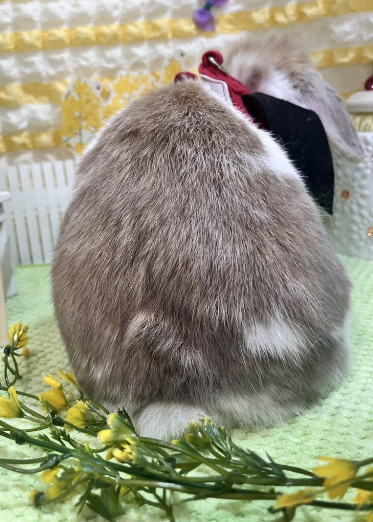 ホーランドロップうさぎのトルテのおしり