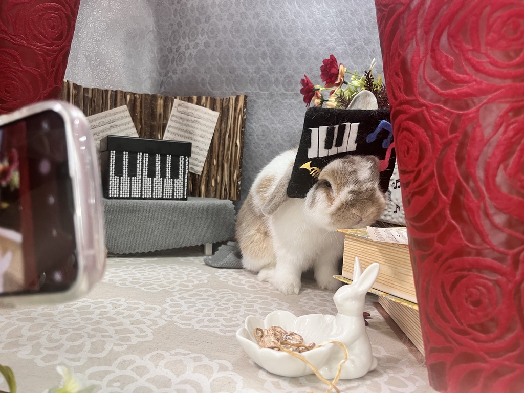 ホーランドロップ　うさぎ　トルテ　音楽祭　ピアノ