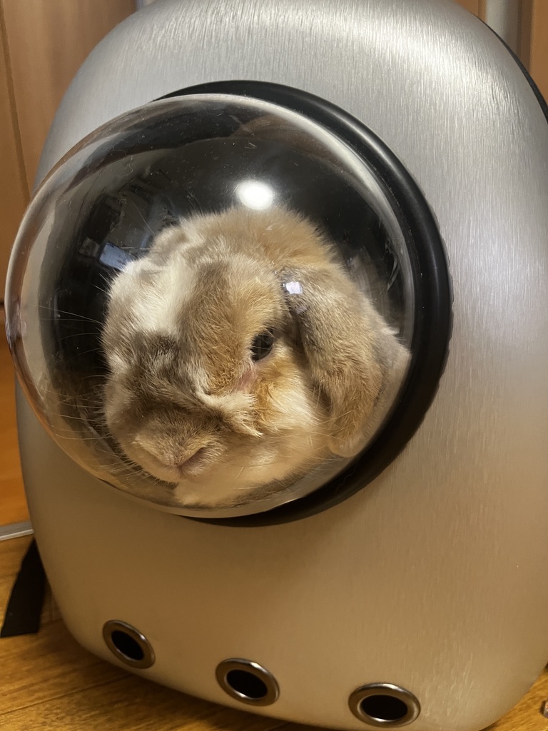 ホーランドロップ うさぎ トルテ キャリーバッグ 宇宙船