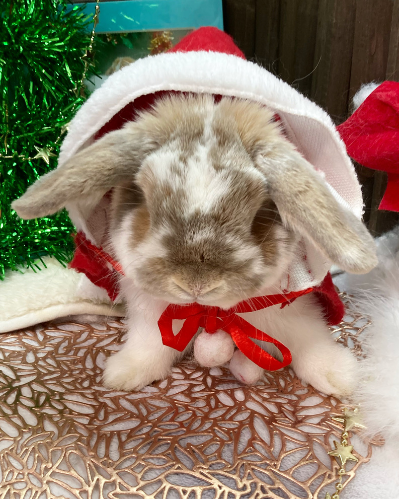 ホーランドロップうさぎのトルテ　サンタクロース衣装