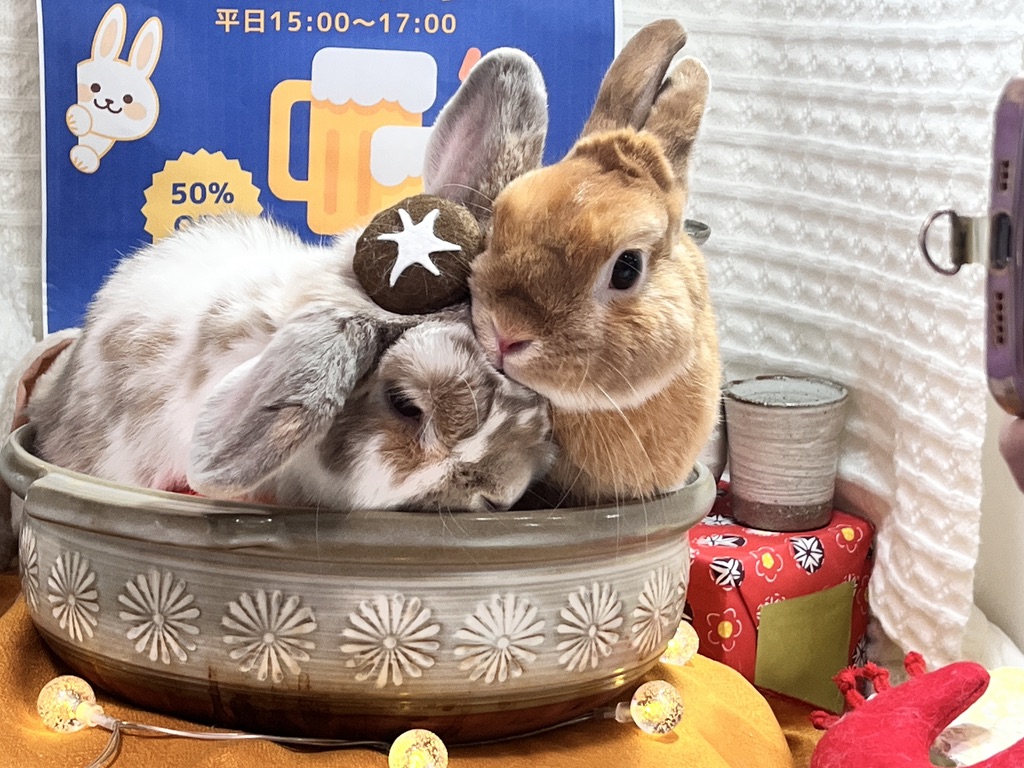 ホーランドロップ　うさぎのトルテ　鍋パーティー