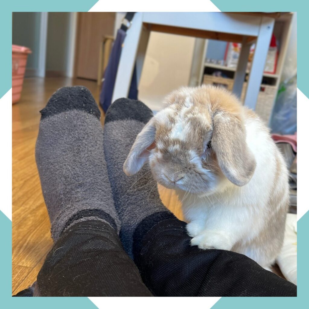 ホーランドロップうさぎのトルテ　足の上に立つ