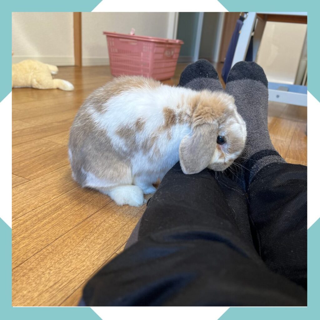 ホーランドロップうさぎのトルテ　足の前に佇む