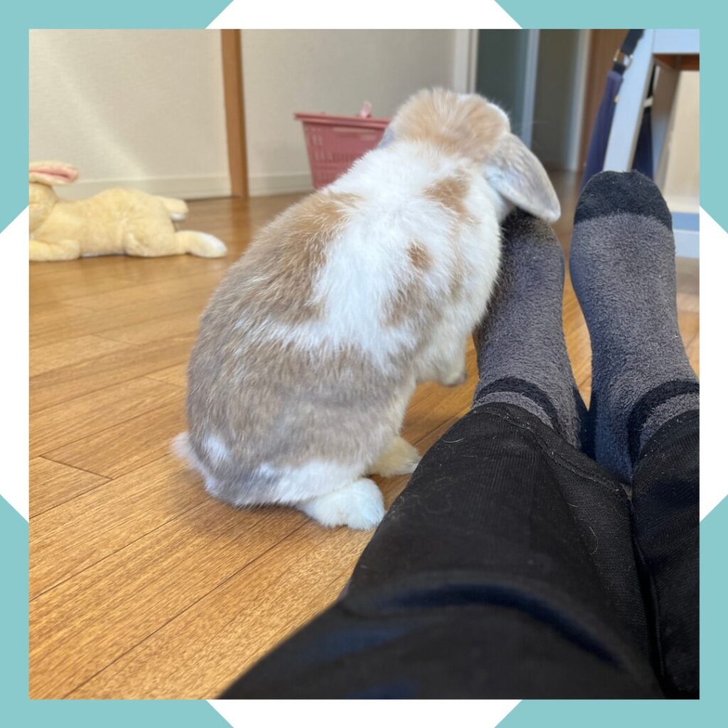 ホーランドロップうさぎのトルテ　立ち上がり背中を見せる