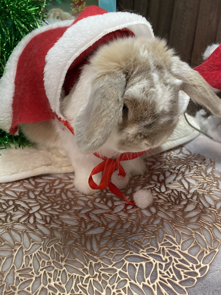 ホーランドロップうさぎのトルテ　サンタクロース衣装