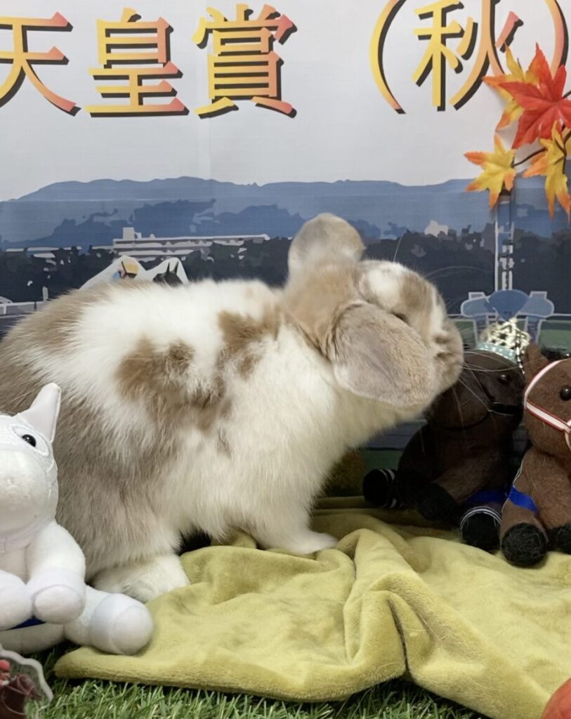 ホーランドロップうさぎのトルテ　馬へあごスリスリ