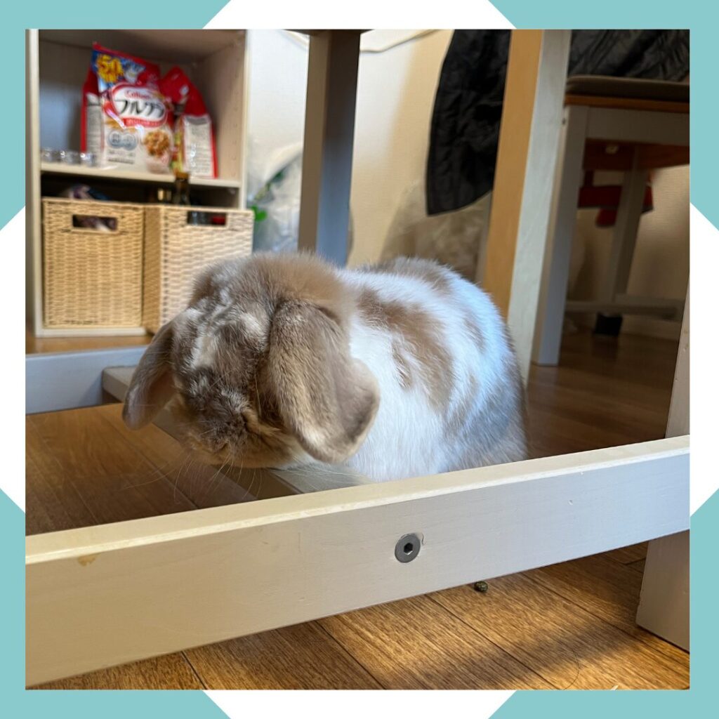 ホーランドロップうさぎのトルテ　椅子を前に佇む