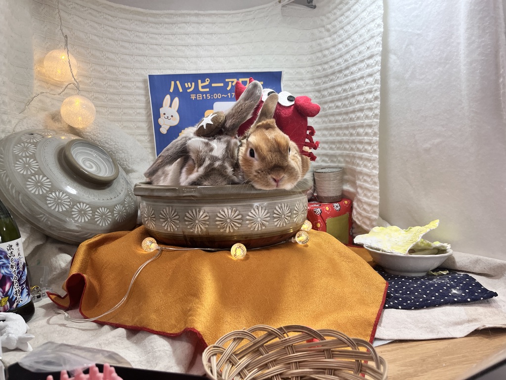 ホーランドロップうさぎのトルテ　ネザーランドドワーフの友達とうさ鍋パーティー