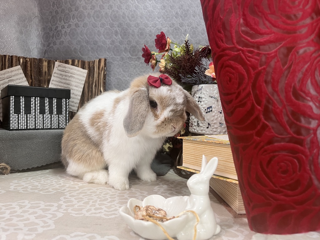 ホーランドロップ うさぎ トルテ ピアノ演奏会 リボン