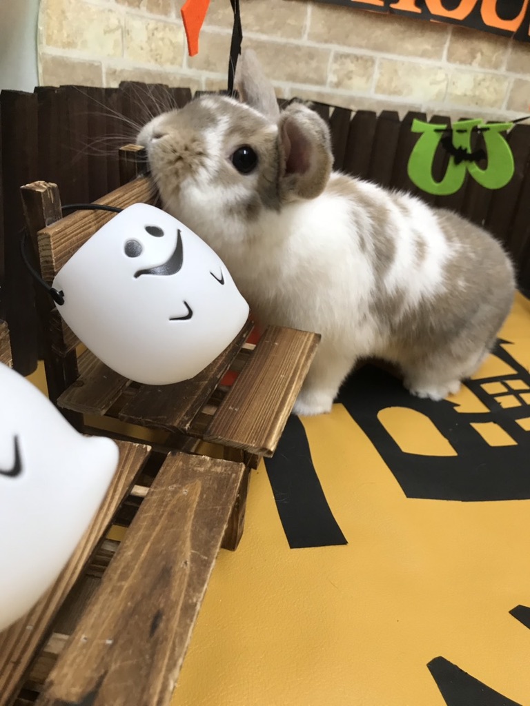 ホーランドロップうさぎのトルテ　椅子へあごスリスリ