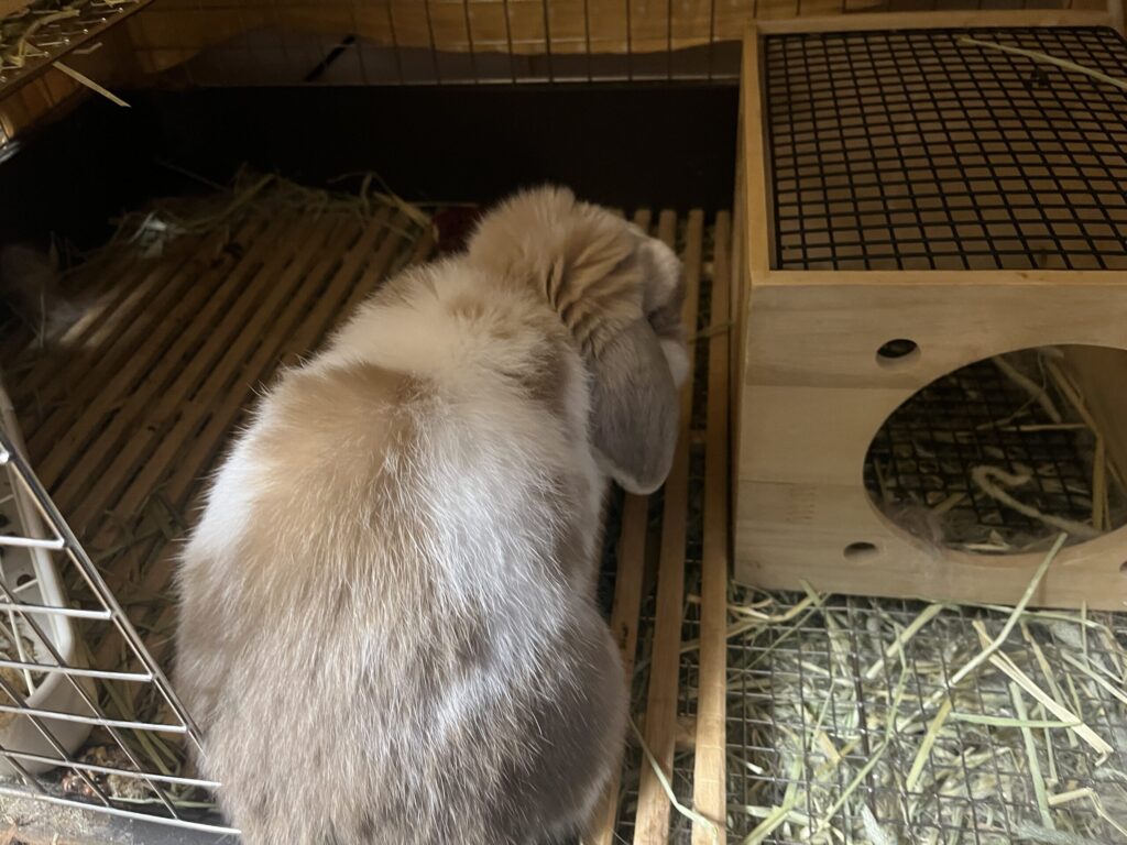 ホーランドロップうさぎのトルテ　食事中