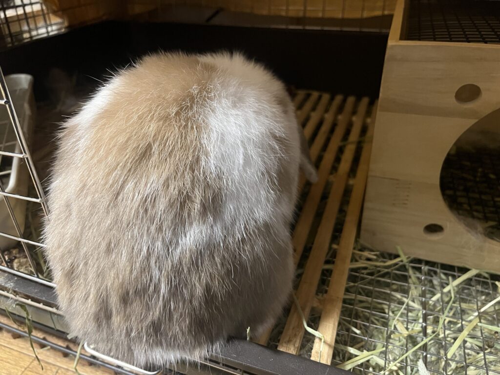 ホーランドロップうさぎのトルテ　哀愁漂う背中