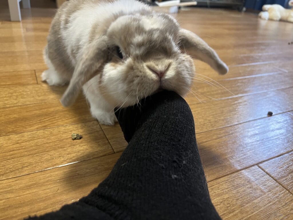 ホーランドロップうさぎのトルテ　足にあごスリスリ