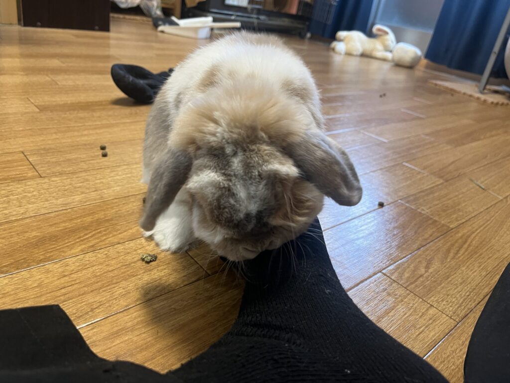 ホーランドロップうさぎのトルテ　足にマーキング