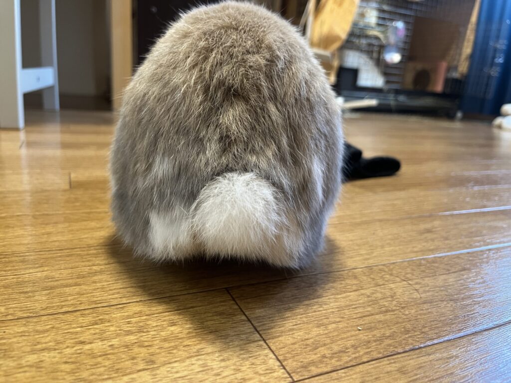 ホーランドロップうさぎのトルテ　おしり　ケツヨウビ