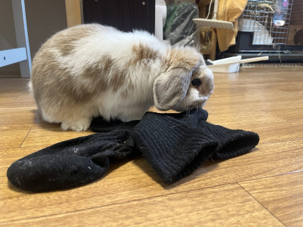 ホーランドロップうさぎのトルテ　靴下と遊ぶ