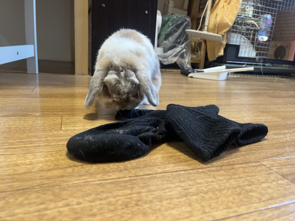 ホーランドロップうさぎのトルテ　靴下と遊ぶ