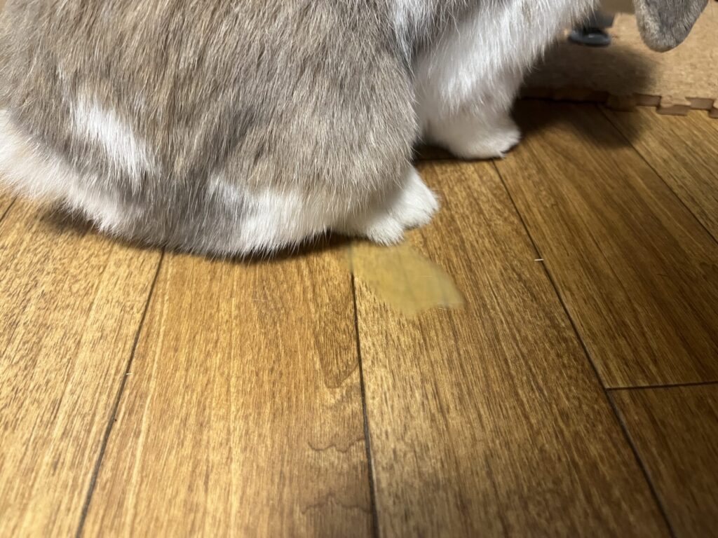 ホーランドロップうさぎのトルテ　お漏らし　おしっこ