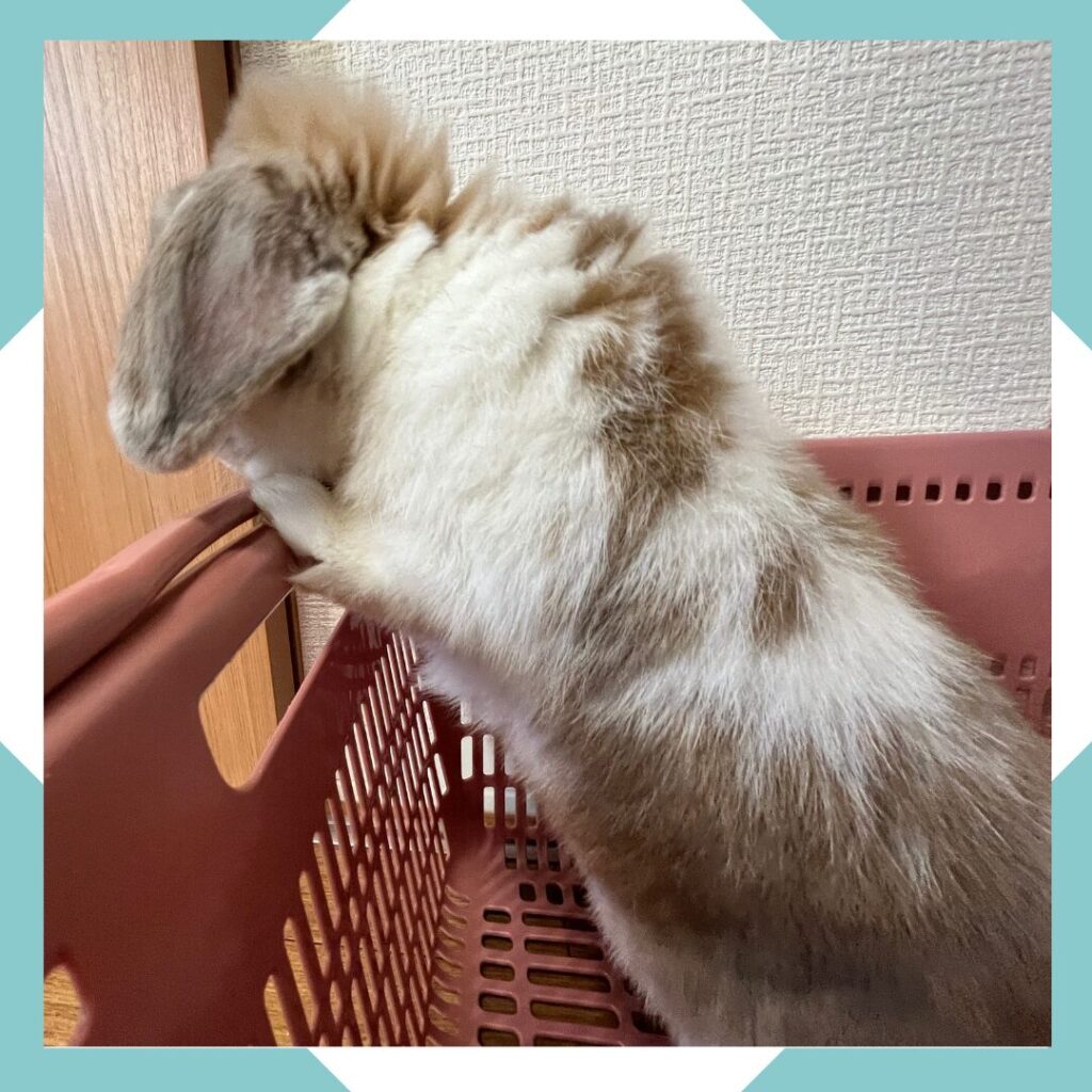 ホーランドロップうさぎのトルテ　バスケットから乗り出す