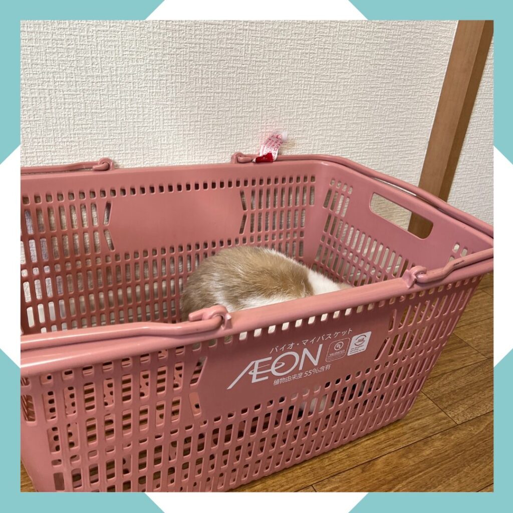 ホーランドロップうさぎのトルテ　バスケットにしまわれる