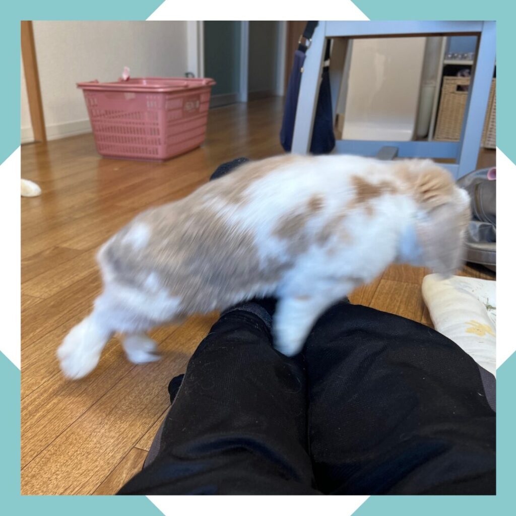 ホーランドロップうさぎのトルテ　足を飛び越える　脈動感ある画像