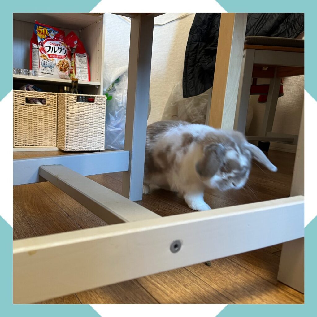 ホーランドロップうさぎのトルテ