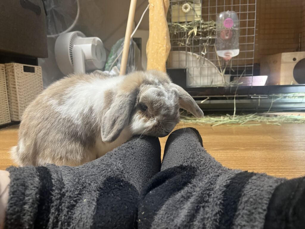 ホーランドロップうさぎのトルテ　足回りで遊ぶ