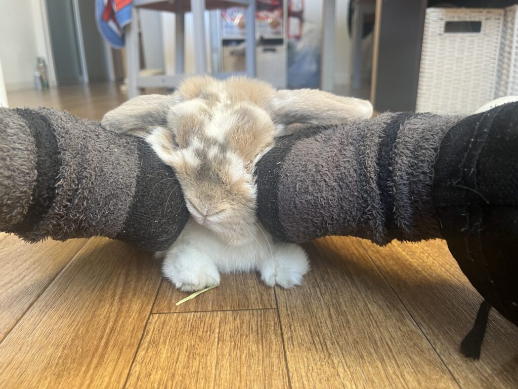 ホーランドロップうさぎのトルテ　顔のマッサージ