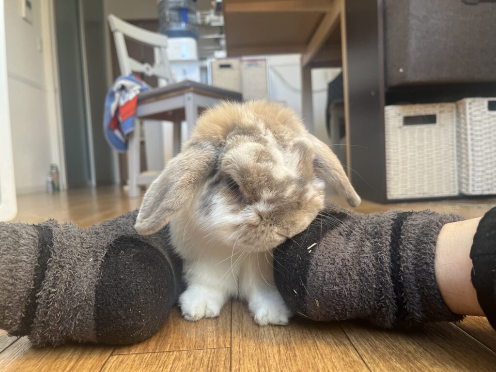 ホーランドロップうさぎのトルテ　チュ