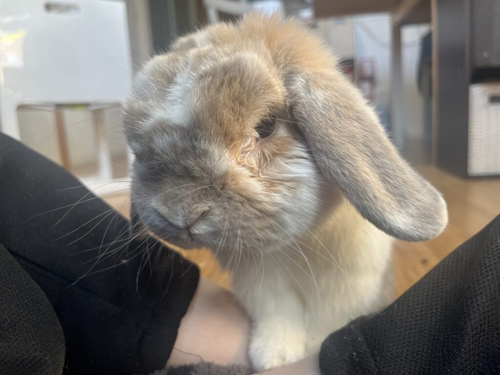 ホーランドロップうさぎのトルテ　ぼーっとした顔