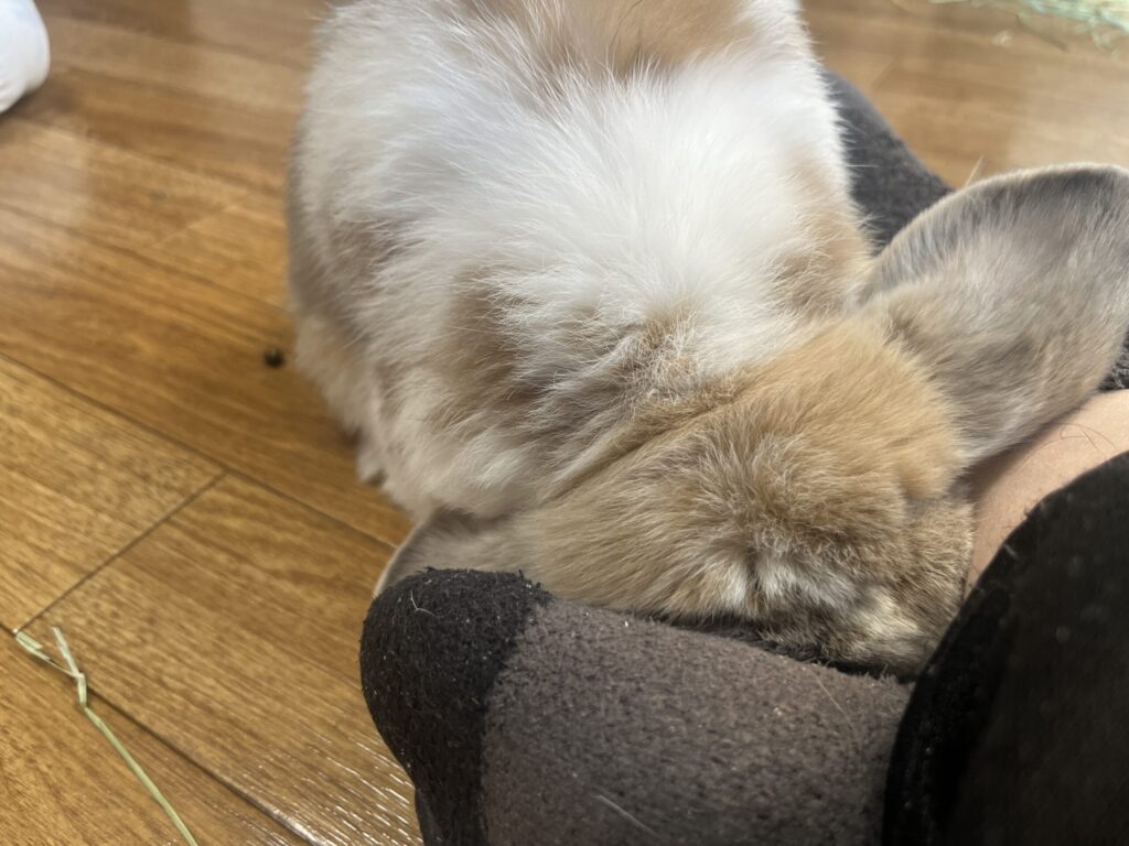 ホーランドロップうさぎのトルテ　足に埋もれる